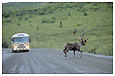 caribou in front of bus